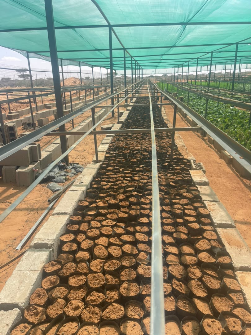green houses