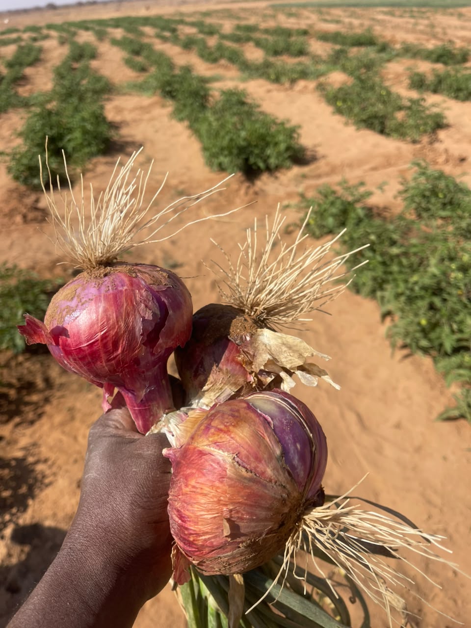 onion