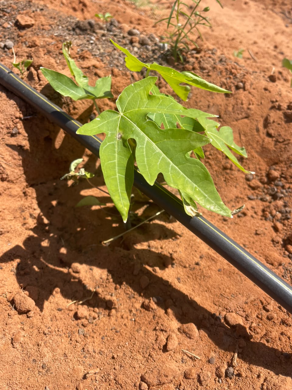 plant irrigation